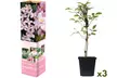 Set de 3 plantas Clematis en diferentes colores o mezcla - Image 3