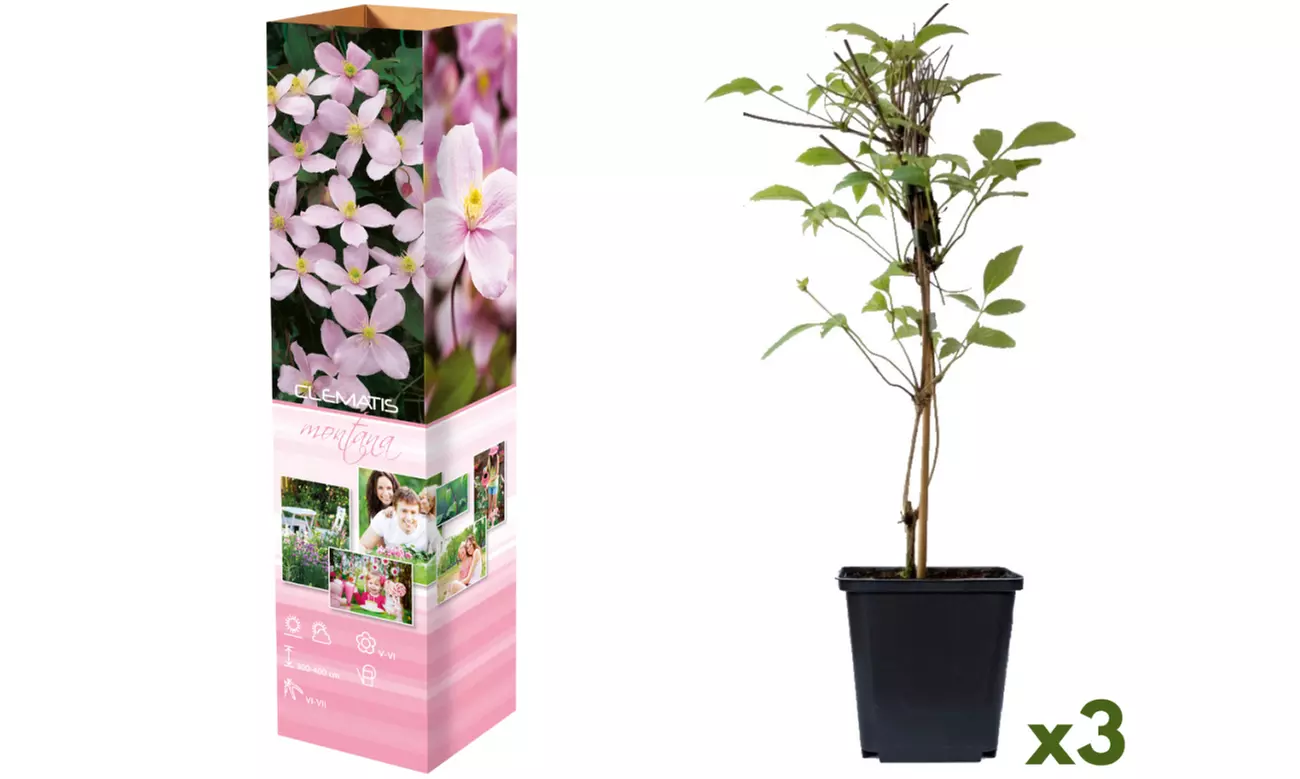 Set de 3 plantas Clematis