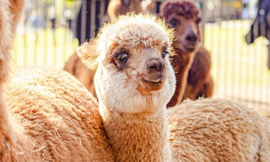 Image 7: 30-Min Alpaca VIP Experience: Alpaca w/ Lanyard & $5 Voucher for 1-6