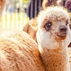 Image 7: 30-Min Alpaca VIP Experience: Alpaca w/ Lanyard & $5 Voucher for 1-6