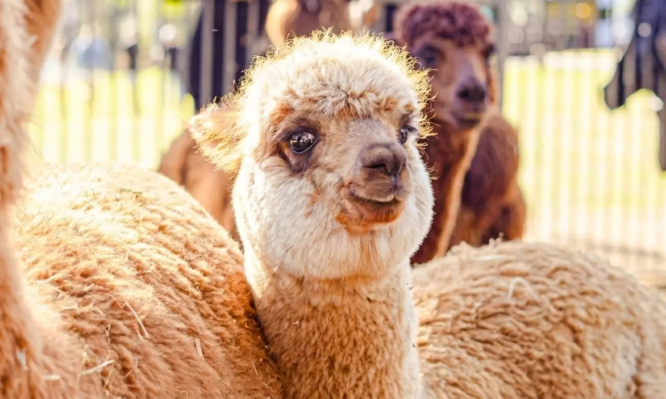 30-Min Alpaca VIP Experience: Alpaca w/ Lanyard & $5 Voucher for 1-6