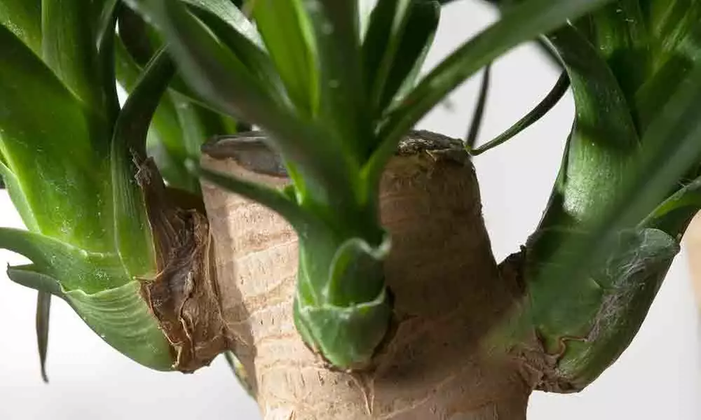 Elefantenfuß "Beaucarnea recurvata" in der Größe nach Wahl - Second Medium