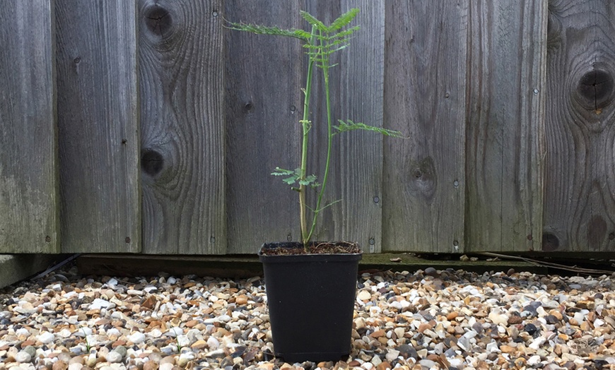 Image 2: Acacia Mimosa Dealbata in 9cm Pot - One, Two or Three Plants