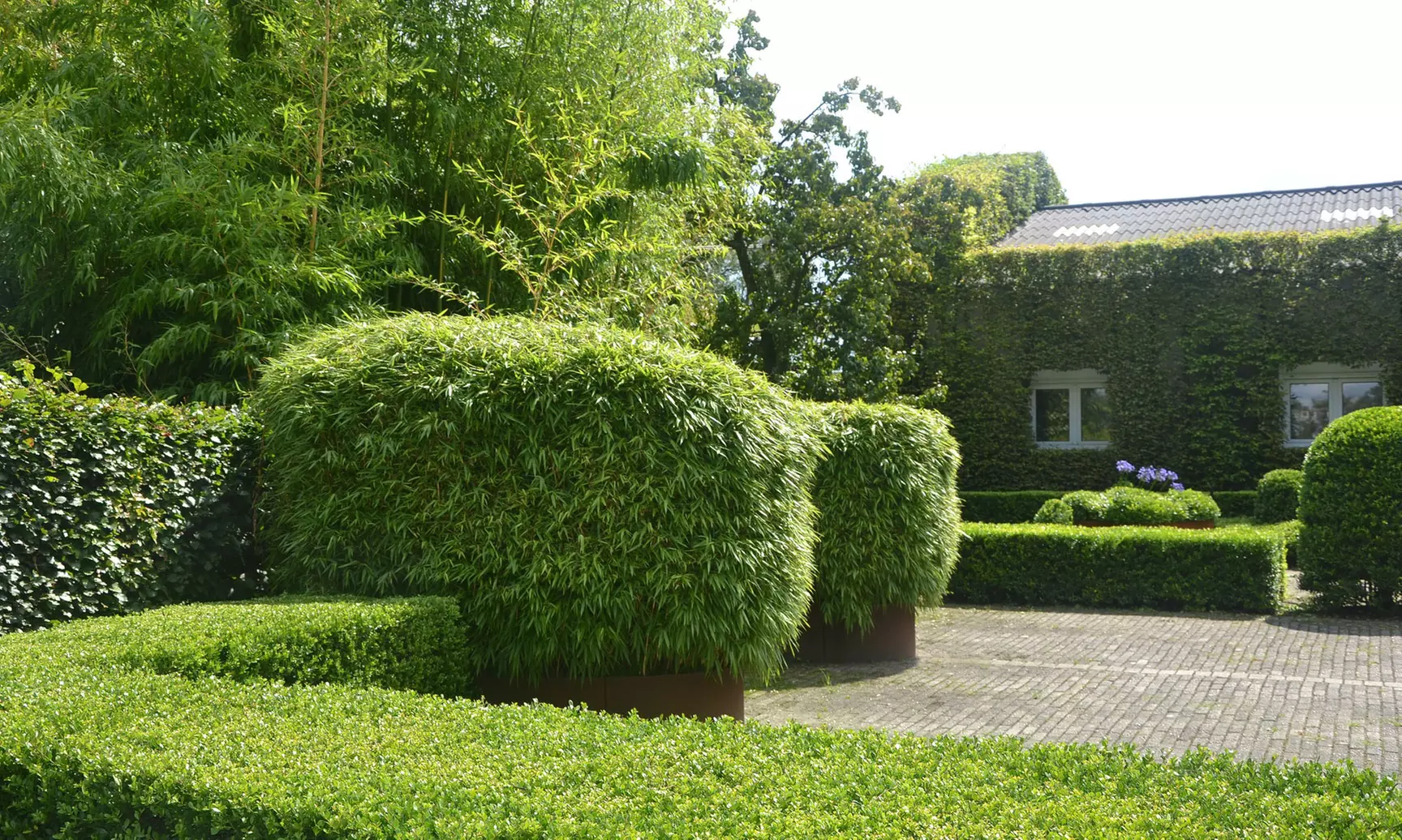 6x nicht invasiver Schirmbambus (Fargesia Rufa) - Second Medium