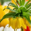 Image 3: 3x Fritillaria Lutea/Rubra „Kaiserkrone“