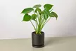 Monstera Split Leaf in 2",4",6",8", and 10" Sizes with Free Shipping - Indoor and Outdoor Plants (Up to 24% Off) - Second Medium