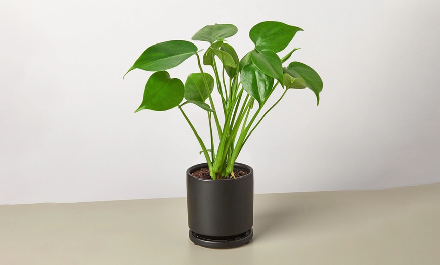 Image 5: Monstera Split Leaf from House Plant Shop with Free Shipping (Up to 15% Off)