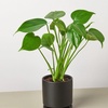 Image 5: Monstera Split Leaf in 4",6",8", and 10" Sizes with Free Shipping (Up to 15% Off)