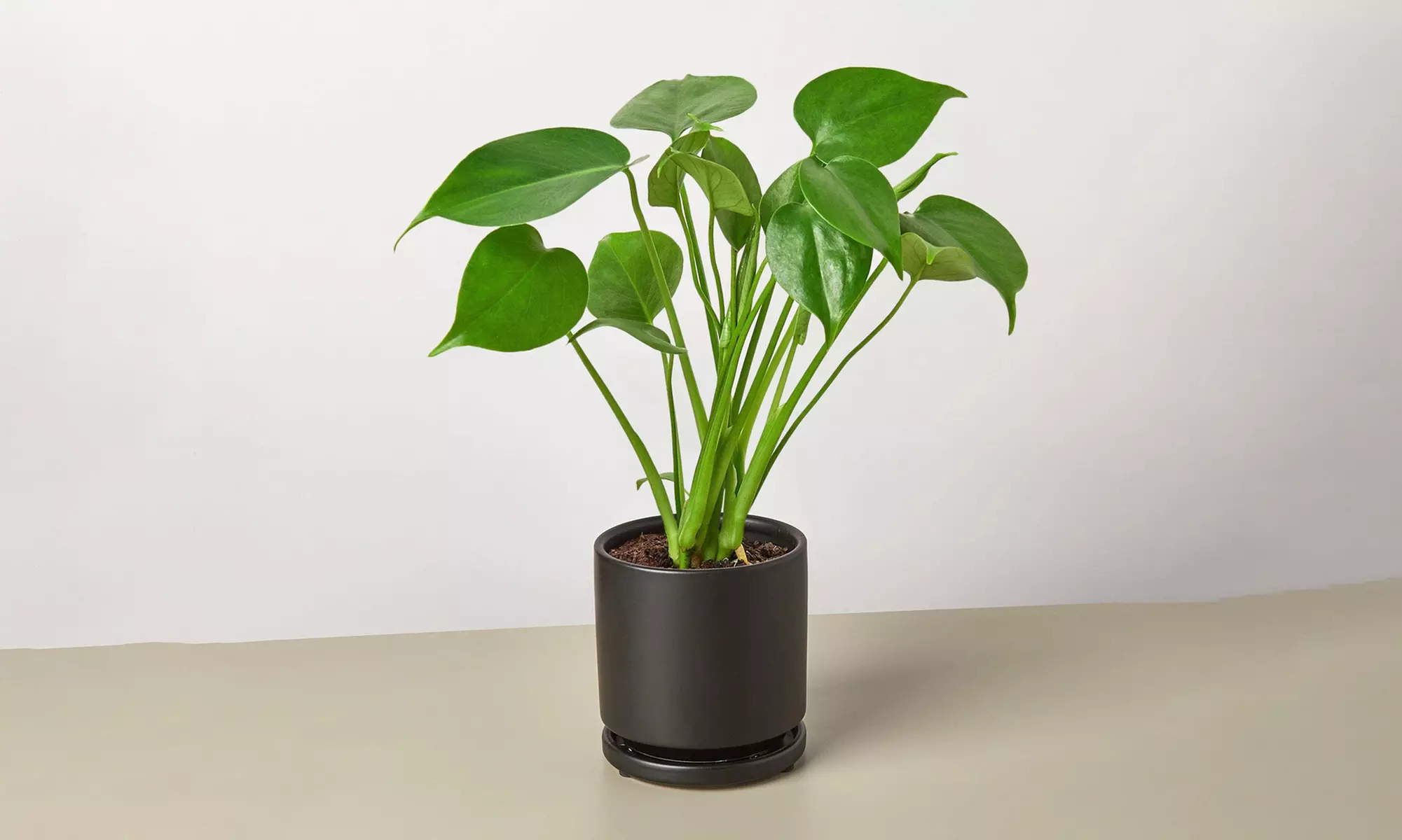 Monstera Split Leaf from House Plant Shop with Free Shipping (Up to 15% Off)