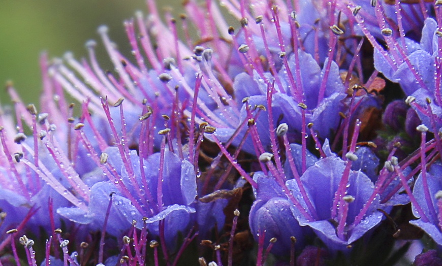 Image 3: Pride of Madeira Echium Candicans Biennial Shrub in 5L Pot
