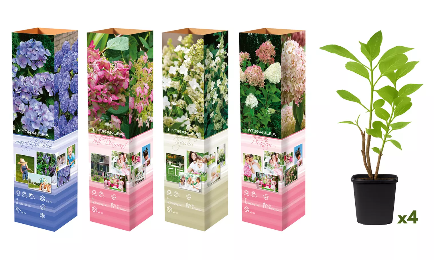 4x oder 8x Hortensien-Mix