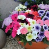 Image 4: Pack of 15 Garden Ready Mixed Variety Petunia Plants