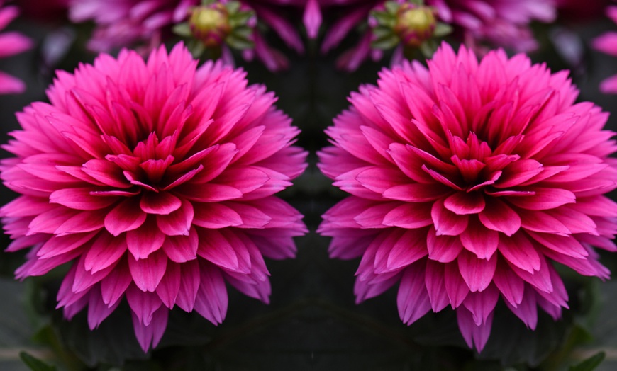 Potted Dahlia Six Plant Collection In 9cm Pots Groupon