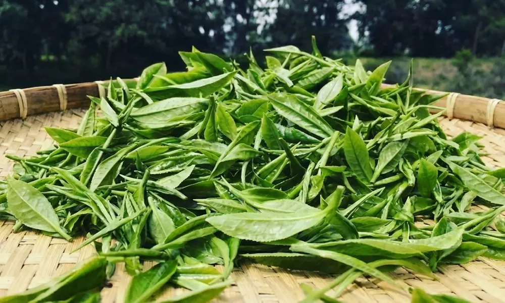 Vineyard Tours with Wine and Tea Tastings in Scenic Setting