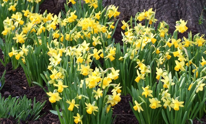 Image 4: Narcissus 'Tête-à-Tête'; Miniature Daffodils Spring Flowering Bulbs
