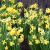Image 4: Narcissus 'Tête-à-Tête'; Miniature Daffodils Spring Flowering Bulbs