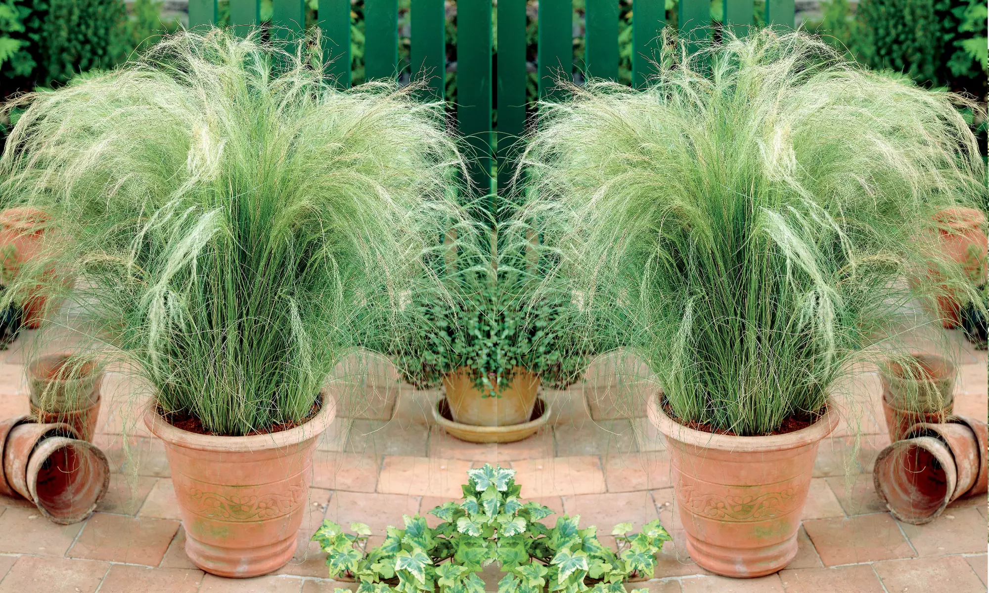 Lot de 4, 8, 10 ou 20 plantes "Cheveux d'ange" de Willemse France - Primary Image