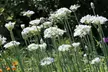 Graceful Beauty White Allium Flowers (15, 30, & 60 Bulbs With Planting Tool) - Second Medium