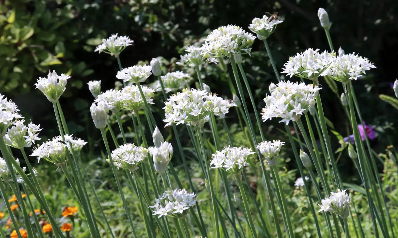 Graceful Beauty White Allium Flowers (15, 30, & 60 Bulbs With Planting Tool)
