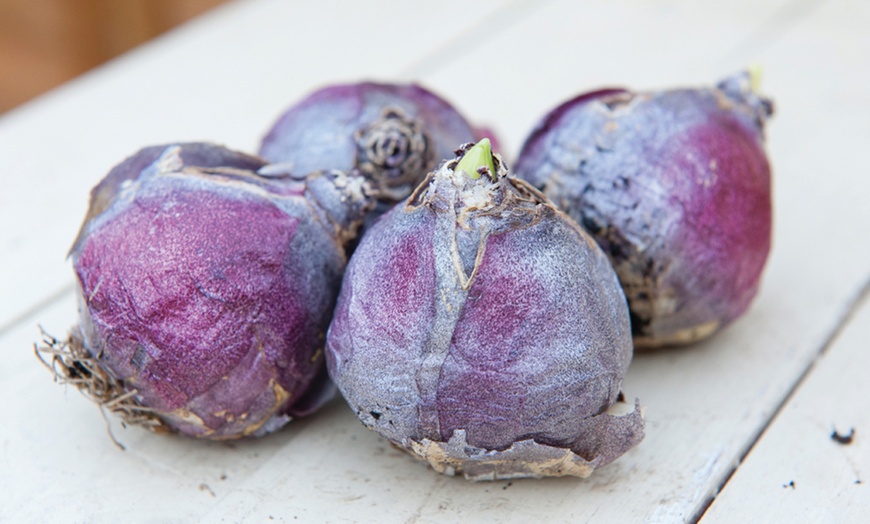 Image 9: Spring Hyacinth Bulb Collections