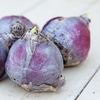 Image 9: Spring Hyacinth Bulb Collections