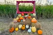 Corn Maze Admission with Hayride for One, Two, or Four People at Wards Berry Farm (Up to 31% Off) - Second Medium