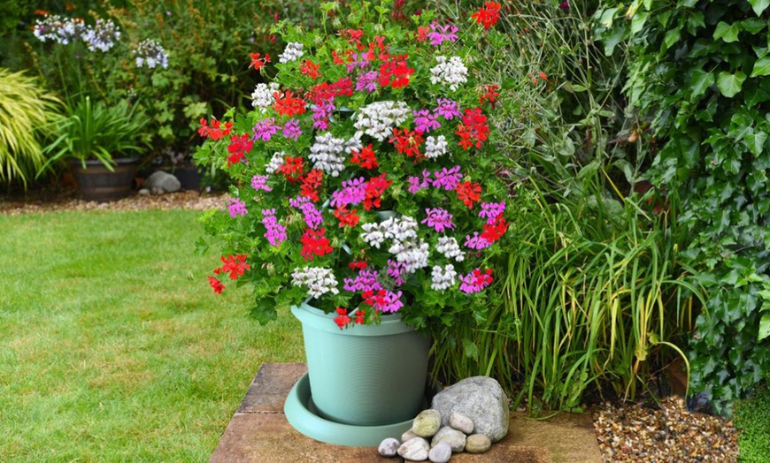 Image 3: Geranium Flower Power Trio - 3 or 6 Plants with Optional Tower Pot