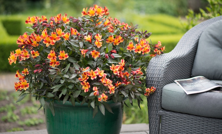 Image 2: One, Three or SIx Hardy Alstroemeria Indian Summer