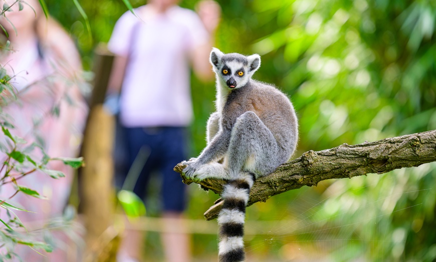 Image 3: Einzigartig wild: Tageskarten für den Zoo Duisburg