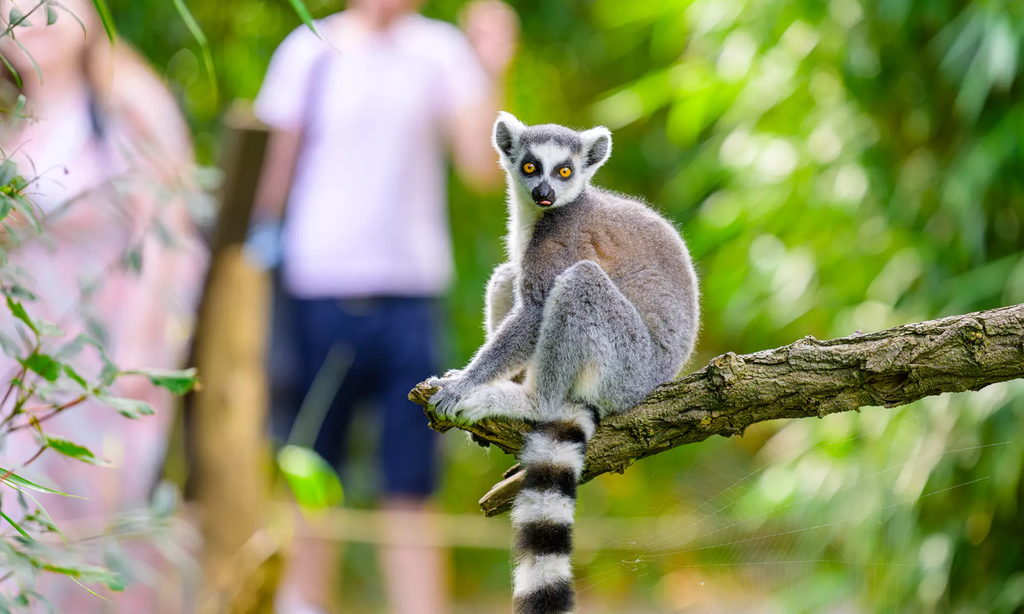 Einzigartig wild: Tageskarten für den Zoo Duisburg
