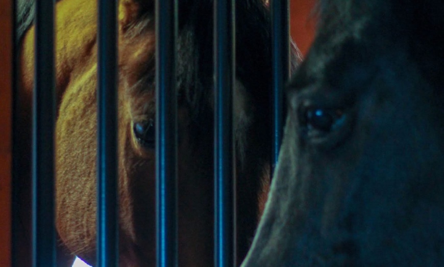 Image 3: Try 30-Minute Horseback Riding Lessons for All Skill Levels