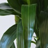 Image 3: Plante Dracaena Janet Craig