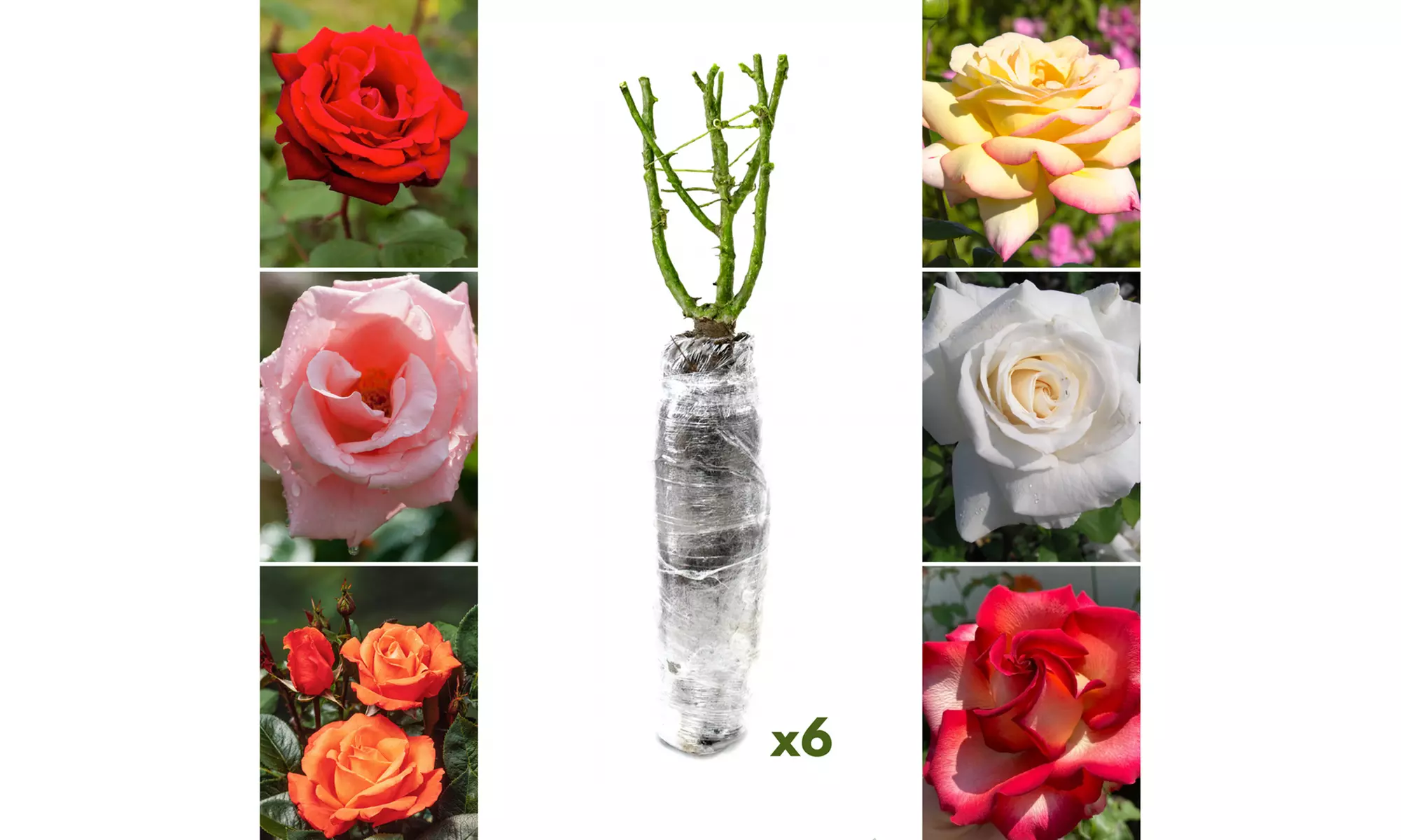 Roses : Dame de Coeur, Joro, Gloria Dei, entre autres