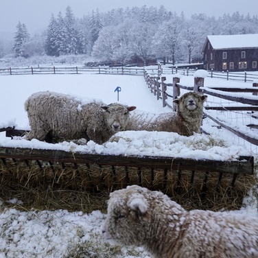 What to expect media