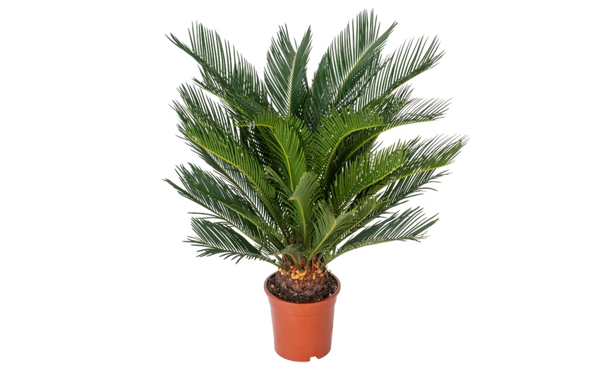 Image 3: 1 ou 2 Cycas du Japon "Cycas revoluta" de Gardenzo