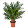 Image 3: 1 ou 2 Cycas du Japon "Cycas revoluta" de Gardenzo