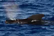 Guaranteed Whale / Dolphin Watching Tour in Hawaii's Kona Coast w/ a 2 Deck Modern Vessel & Professional Naturalists - Second Medium