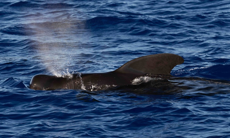 Image 12:  Dolphin and Whale Watch Tour on the Kona Coast