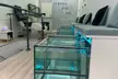 Jusqu'à 34% de remise sur Pédicure - Poissons chez Eurasia Fish Spa - Image 2