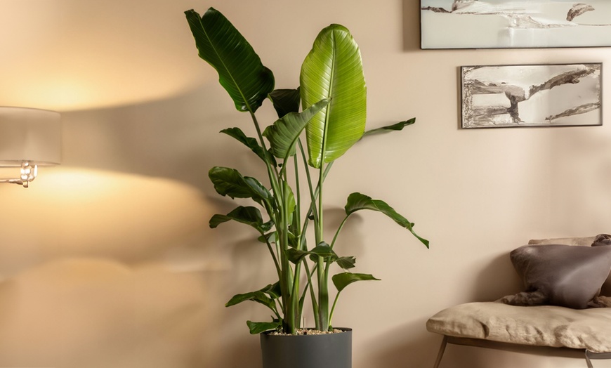 Image 1: Rootz Set of Two Strelitzia Nicolai Bird of Paradise plant
