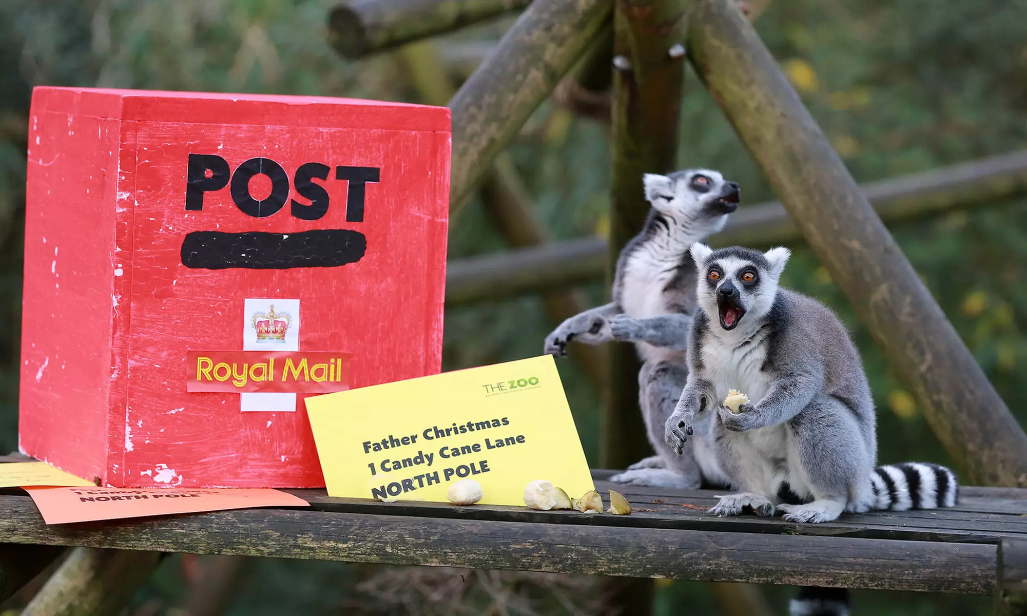 General Admission to Belfast Zoo For Child, Adult, or Family