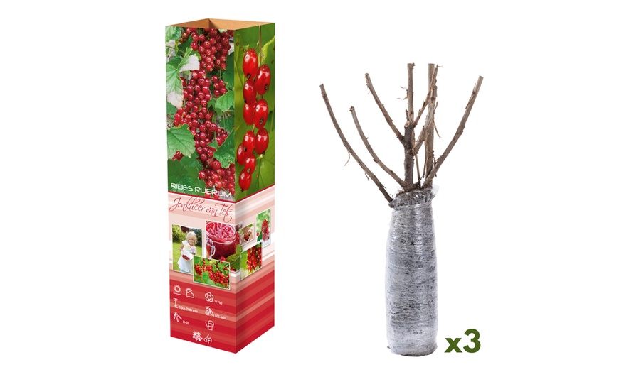 Image 2: 3 ou 6 plants de groseilles 