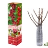 Image 2: 3 ou 6 plants de groseilles 