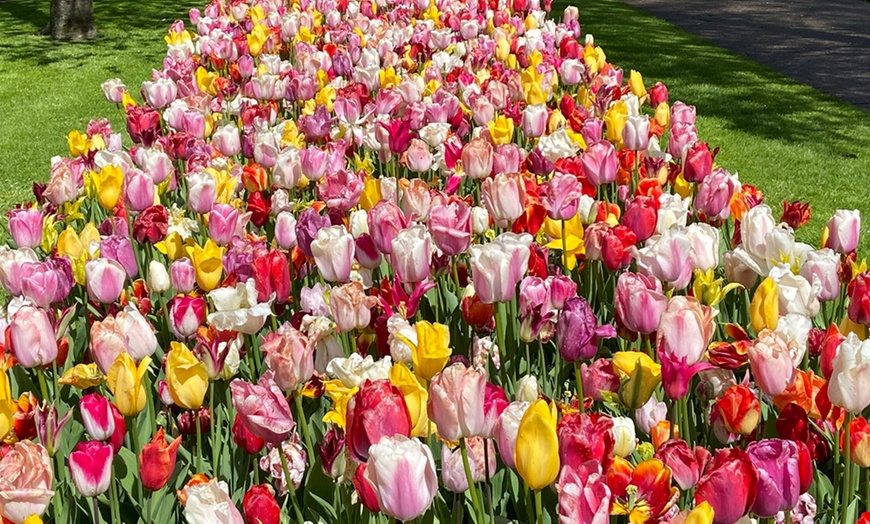 Image 5: Mystery Spring Flowering Tulip Bulbs - up to 32 Bulbs