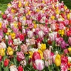 Image 5: Mystery Spring Flowering Tulip Bulbs - up to 32 Bulbs