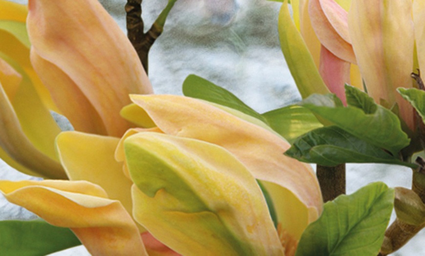 Image 4: Up to Three Magnolia Standard Sunspire Plants