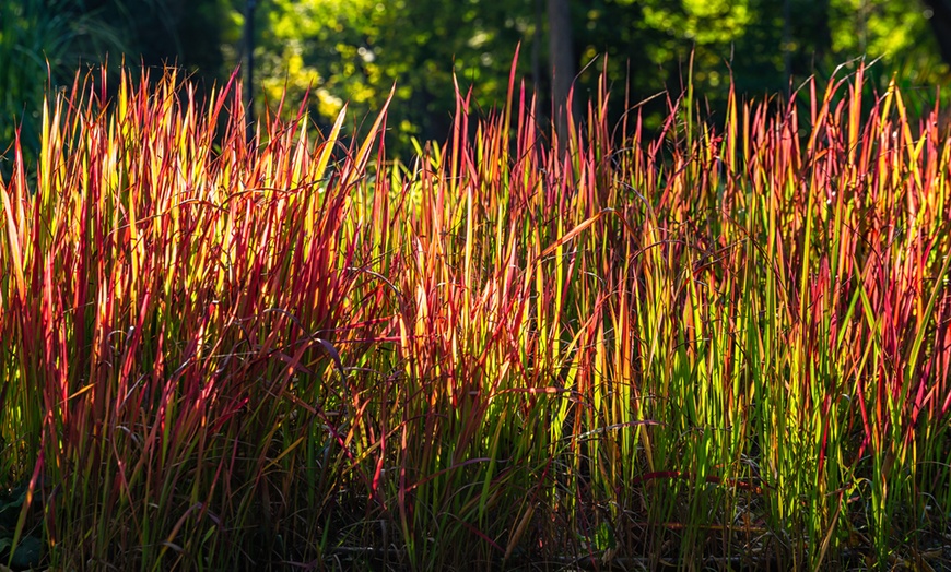Image 5: Set de 4 ou 8 graminées ornementales "Red Baron" de Gardenzo
