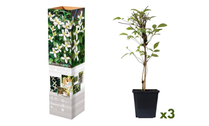 Image 3: Lot de 3 Clematis au choix