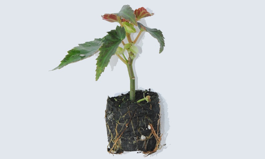 Image 12: Up to 72 Mixed Begonia Plug Plants