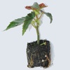 Image 12: Up to 72 Mixed Begonia Plug Plants